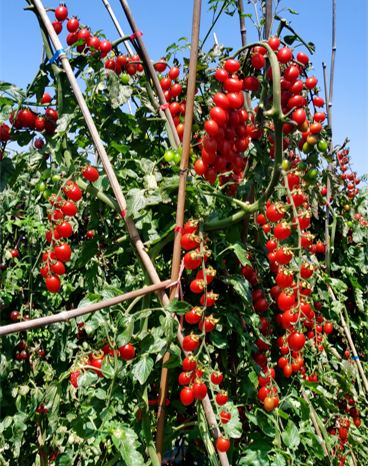 地康源肥料：讓紅貴人番茄的“天賦”，結(jié)出更驚艷的豐收